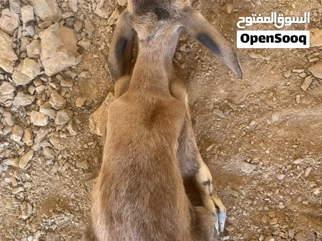 ذكر غزال الدماني الجبلي