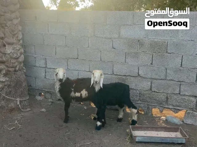 كبش نجدي وحمله سودانيه حلال سمين