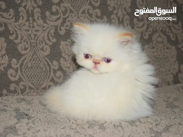 قط هيمالايا اورانج زورار