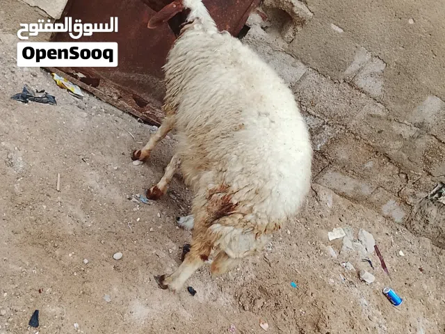 نعجه ورجينه مالت بيت للبيع أقرء الوصف وخابر وأنه خادم للشراي