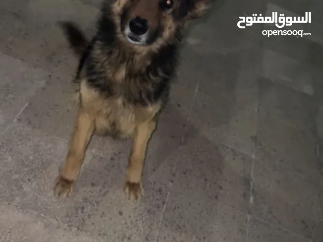 ذكر جيرمن شبرد للبيع