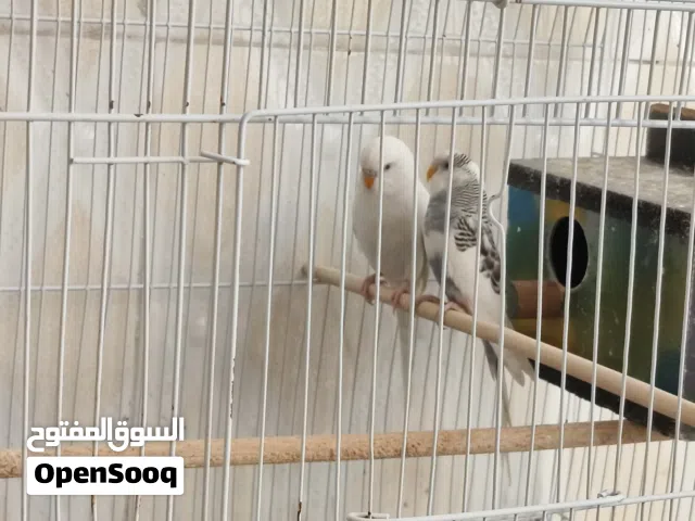 طيور حب زوجين واحد منهم البينو عيون حمر و واحد اسبانجل