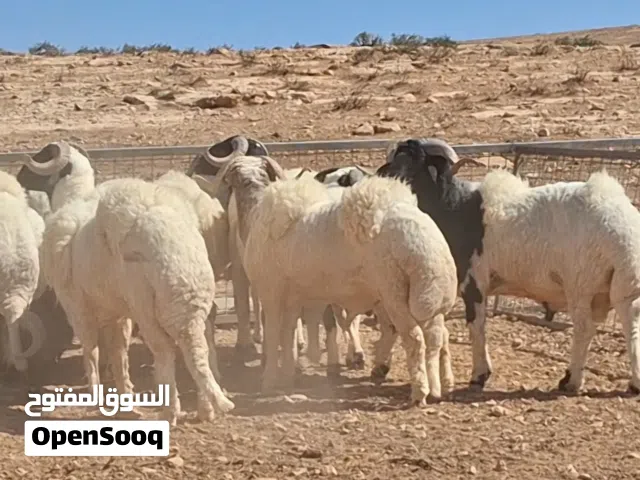 فحولة برقاويات دم صافي غلضة علو وعرضة الله يبارك في أرزاق الجميع (مراح البرعصي )