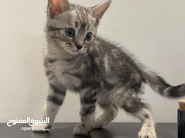 قطط صغيره للبيع