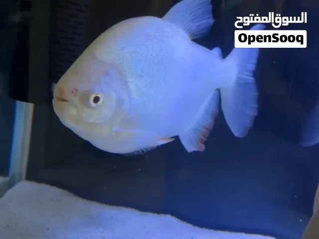 سمكه بيرانا البينو حجم ضخم 25 سم