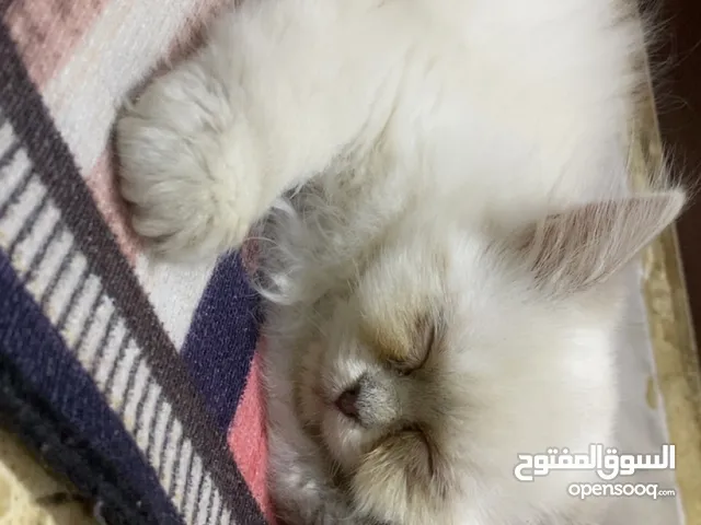 قط هيمالايا عمر 4 شهور لعوب مع كامل اغراضه