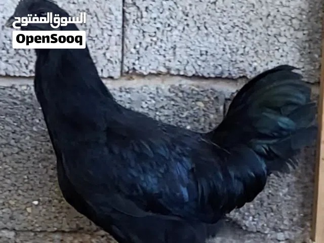 ديك لمبرقيني أندونيسي اسود لماع العمر 6 شهور