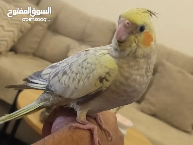 فراخ كوكتيل للبيع زق يدوي الوحد ب 17 والثنين ب 32