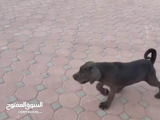 كين كورسو مستوى ممتاز VERY HIGH LEVEL CANE CORSO