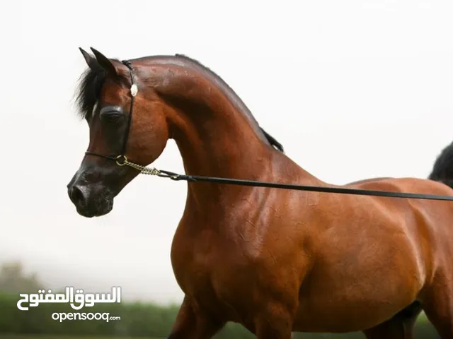 متوفر خيول افراس و امهار للبيع