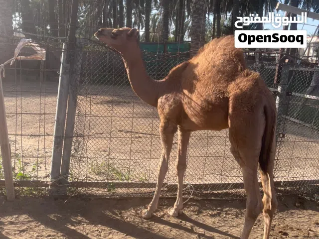 قعود رضيع تحت امه تابع الوصف