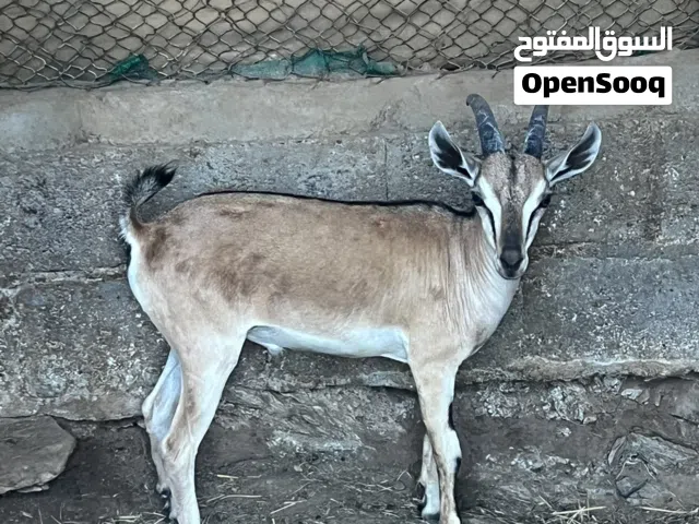 فحل تهجين وعل توبي