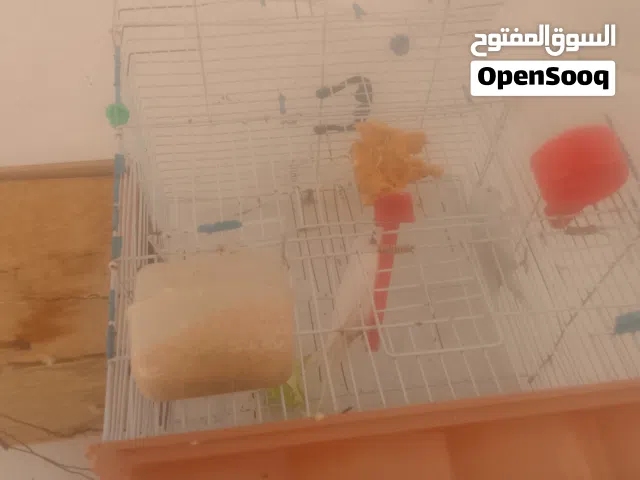 طيور... للبيع.....    ممتاز.....  امور....