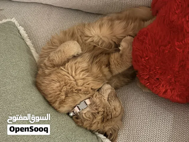 قطة شيرازي