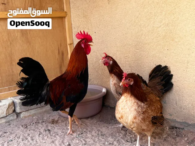 متاح اقرء الوصف