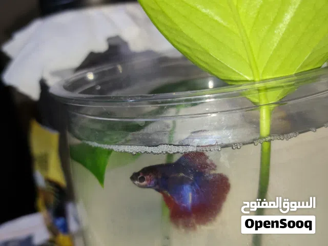 Betta fish + Tank + Lives plant