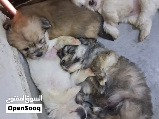 جرو 40 يوم امه مريضه