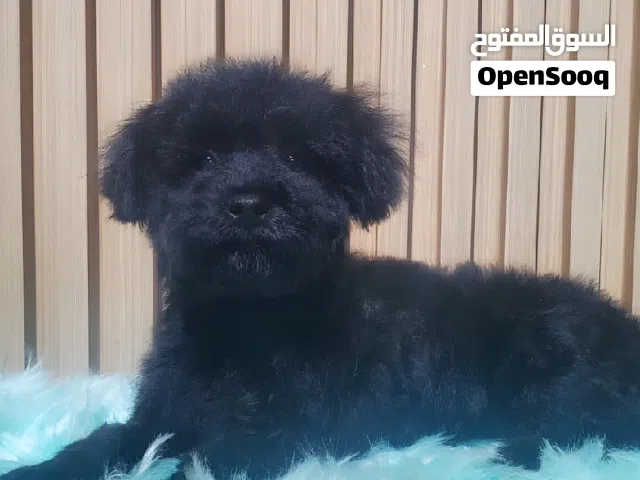 5 months Teacup Poodle female