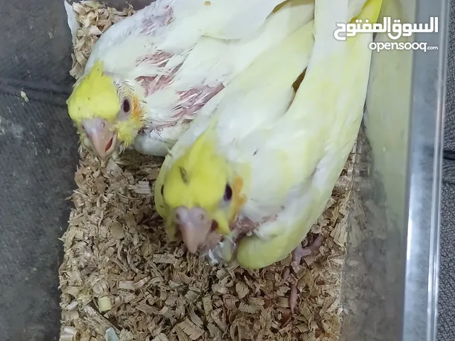 كوكتيل لاتينو عيون حمره ماشالله أحجام وصحه ونظافه