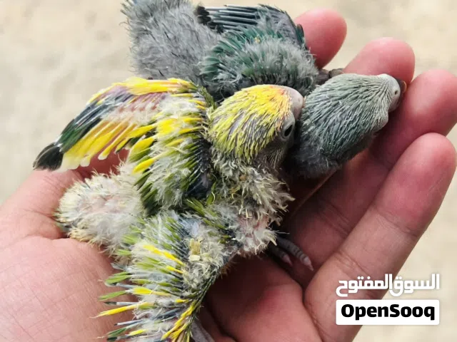 روز للترويض