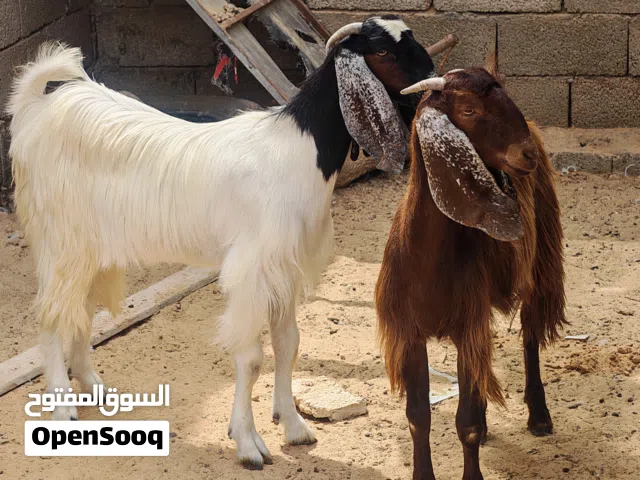 2 معـزات ربي يبارك نظاف