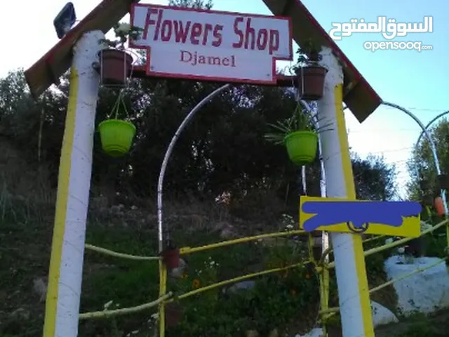 جمال بستان ورود ولاية ميلة