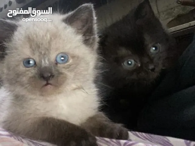 قطط برتش مكس سيامي بيور