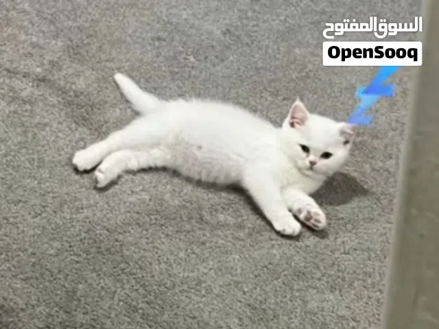 قط شيرازي ذكر