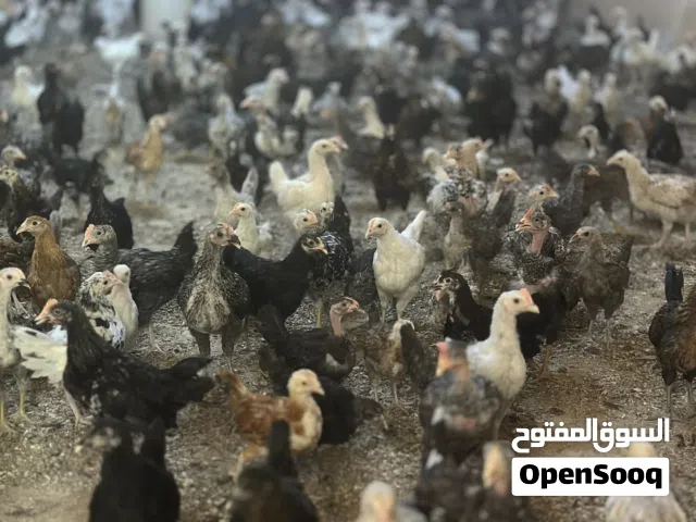 دجاج عماني