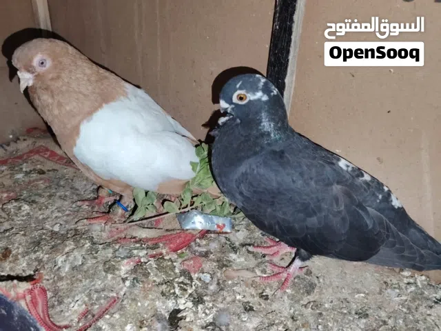 جوز حمام للبيع