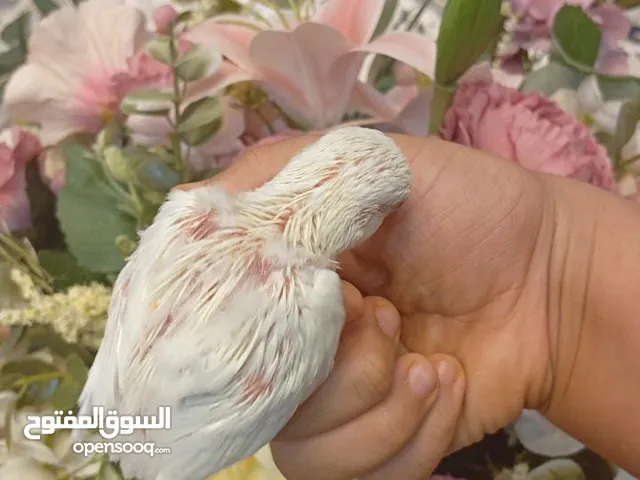 طيور روز البينو