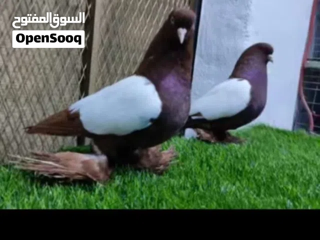كوبية وايت سايد هولندي