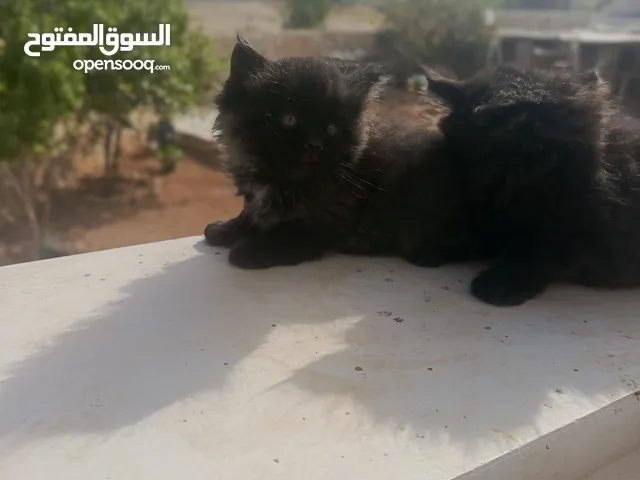 كيتن مكس هملايا
