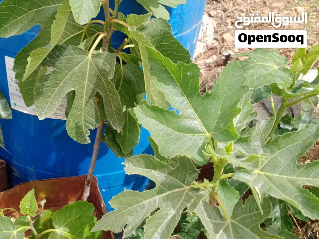 اشجار تين للبيع