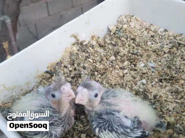 متاح افراخ كوكتيل للبيع