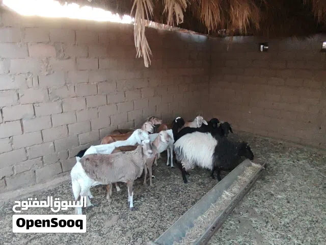 نعاج أعشار