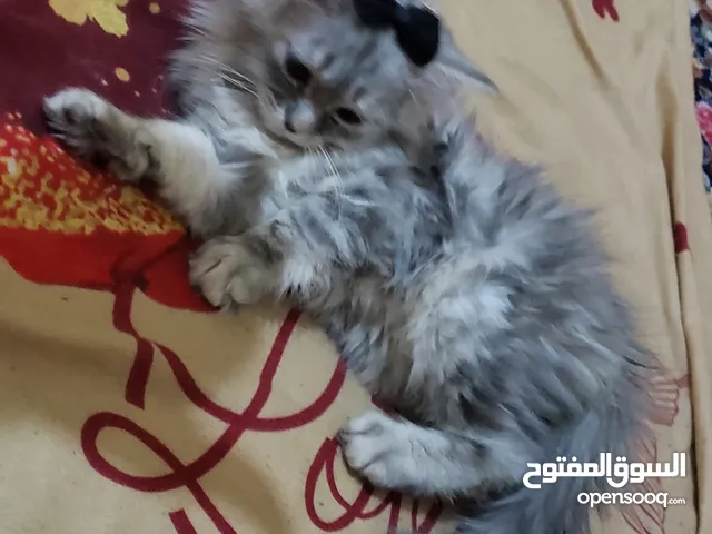 حيوانات للبيع