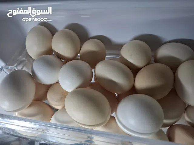 بيض عماني طازج