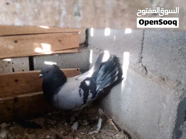 طير هنداوي فحل  مقلم للبيع   (توصيل ماعندي)