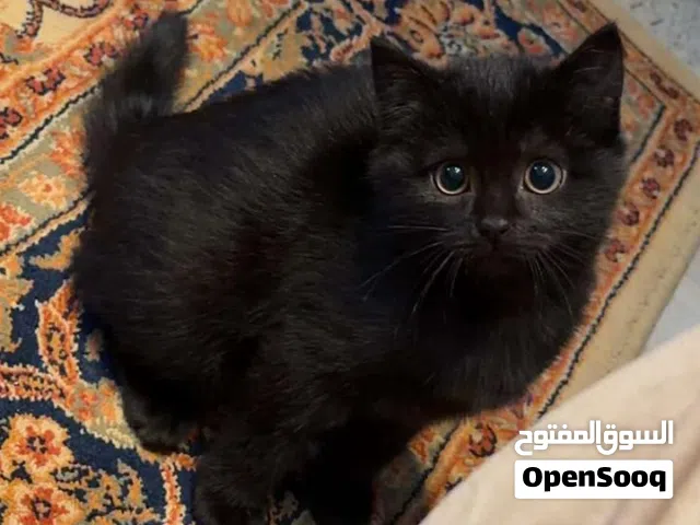 turkish angaro cat  العمر 5 أشهر