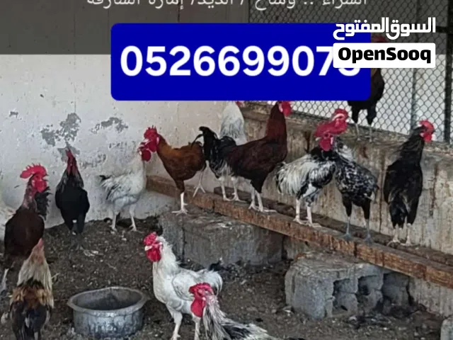 ديوك .. تربية مزرعة