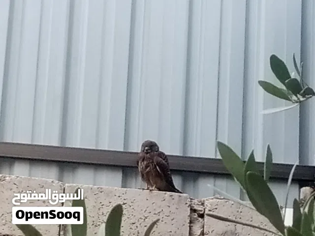صقيري للبيع
