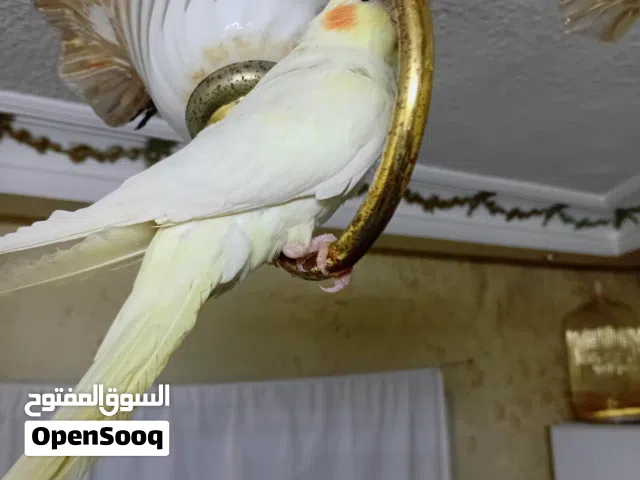 حبتين ككتيل اليفات ميه بل ميه  حبه لاتينو و حبه ايزابل بسكوتيه و جوز كنار شغال ميه بل ميه الفحل احمر
