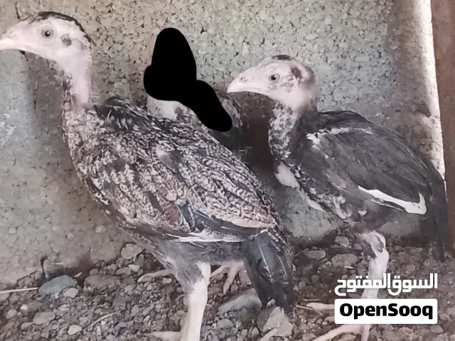 للبيع باتشوين بكستانيات