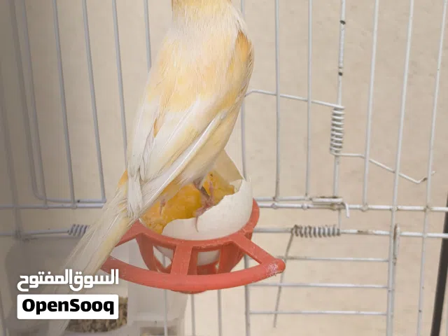 انتاية كناري تحتها زوز فروخ ماشاء الله
