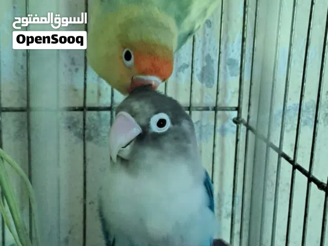 جوز فيشر .