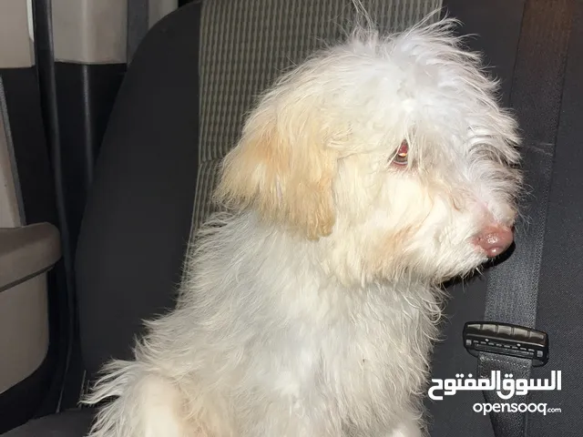 كلب فرنسي للبيع بسعر مغري