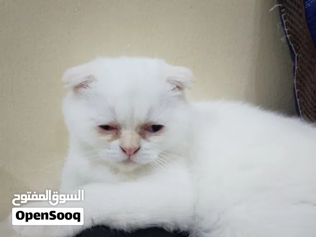 قط سكوتش فولد ذكر للبيع