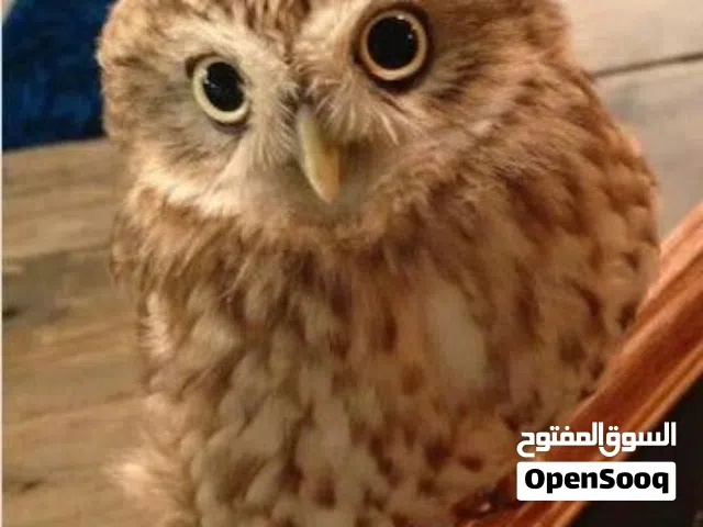 وبتجنن!   إذا بتحب الحيوانات اللطيفة والمميزة، متوفر حالياً  أليفة، نظيفة، نشيطة، وبتتأقلم