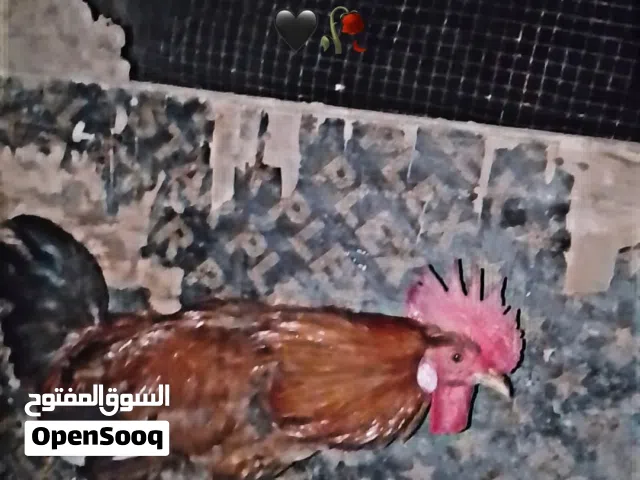 للبيع دياكه